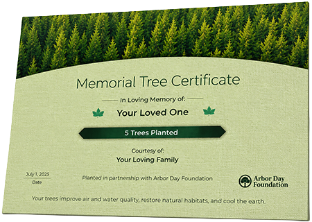 Plant Trees in Memory of Mr. Desmond Allante Nelson